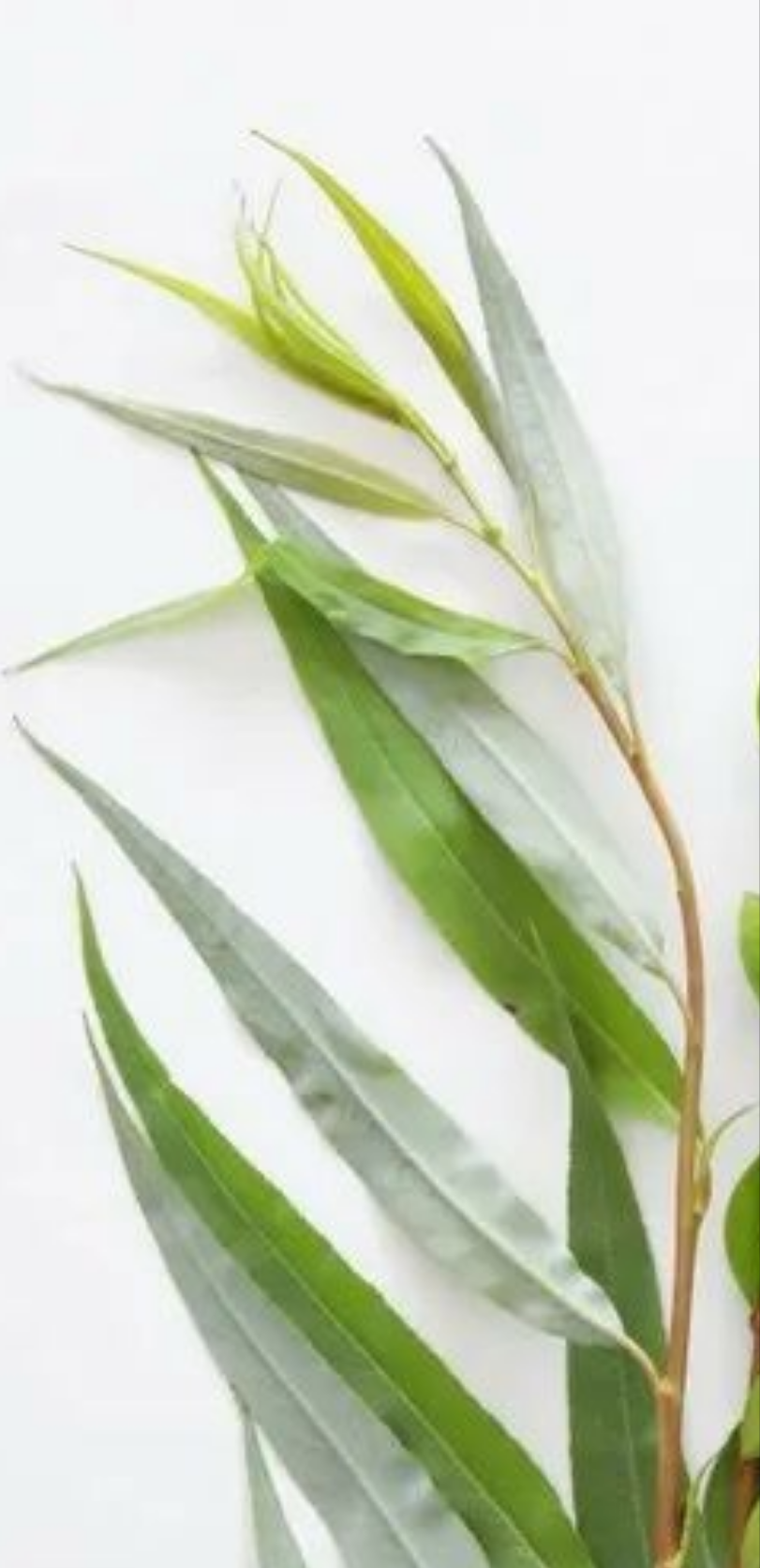 Hervaot for Hoshanot